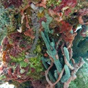 Sponge colors