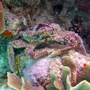 Hairy clinging crab