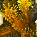 Golden crinoid