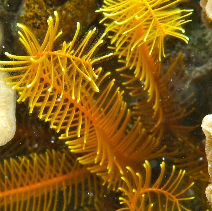 Golden crinoid