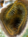 Sponge brittle star