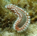 Bearded fireworm