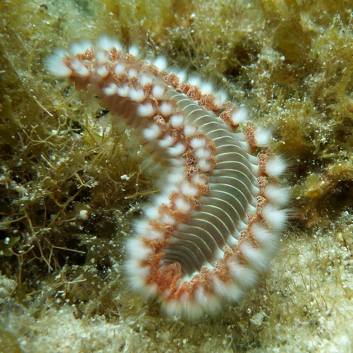 Bearded fireworm
