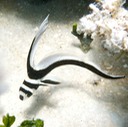 Juvenile spotted drum