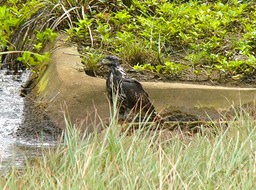 Juvenile mangrove black hawk