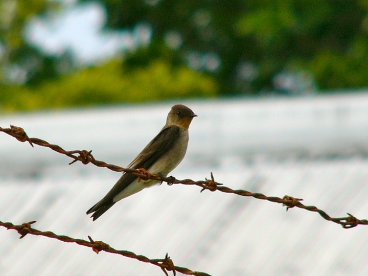 Panama flycatcher