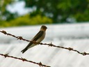 Panama flycatcher