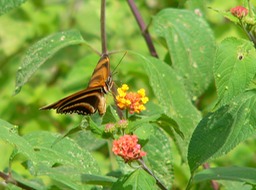 Oak tiger butterfly