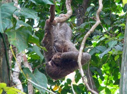 Three-toed slot giving birth