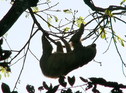 Two-toed sloth