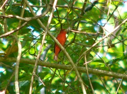 Summer tanager