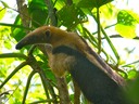 Anteater