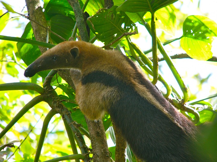 Anteater