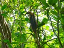 Northern tamandua