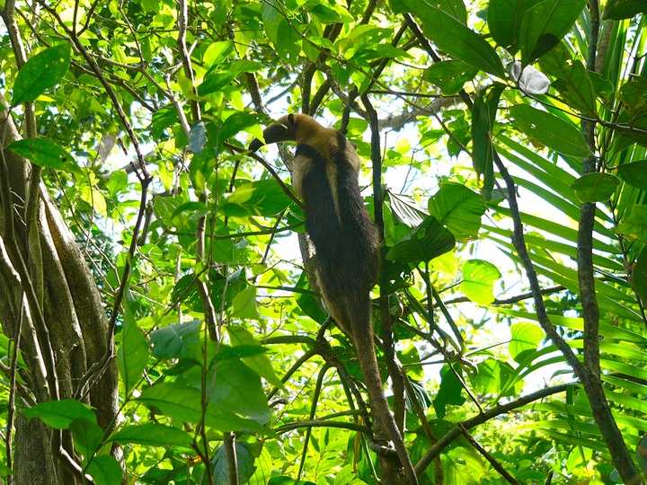 Northern tamandua