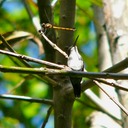 Hummingbird & dragonfly staying still...