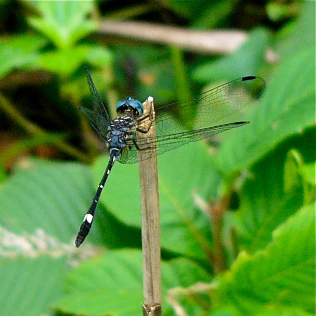 P1040884