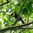Chestnut-mandibled toucan