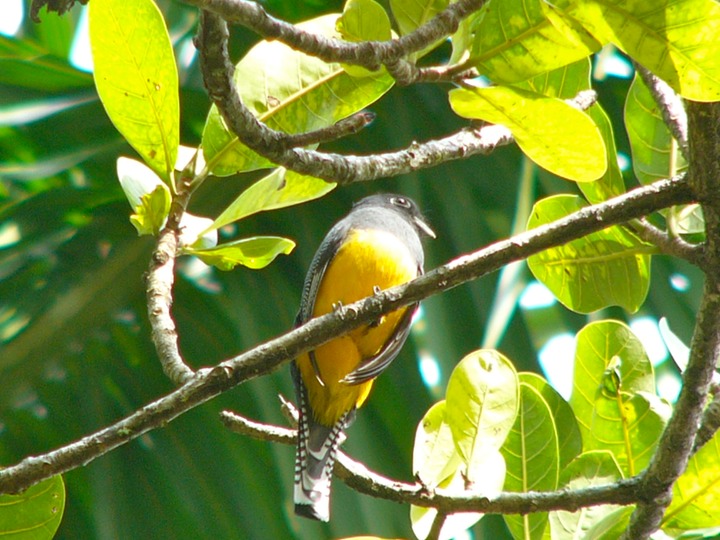 Violaceous trogon (female)