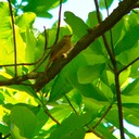Yellow tanager