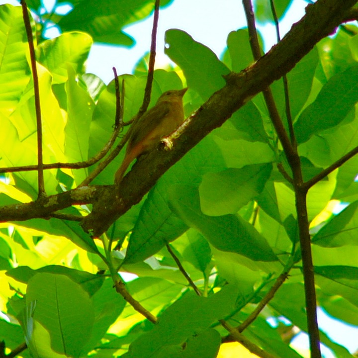 Yellow tanager