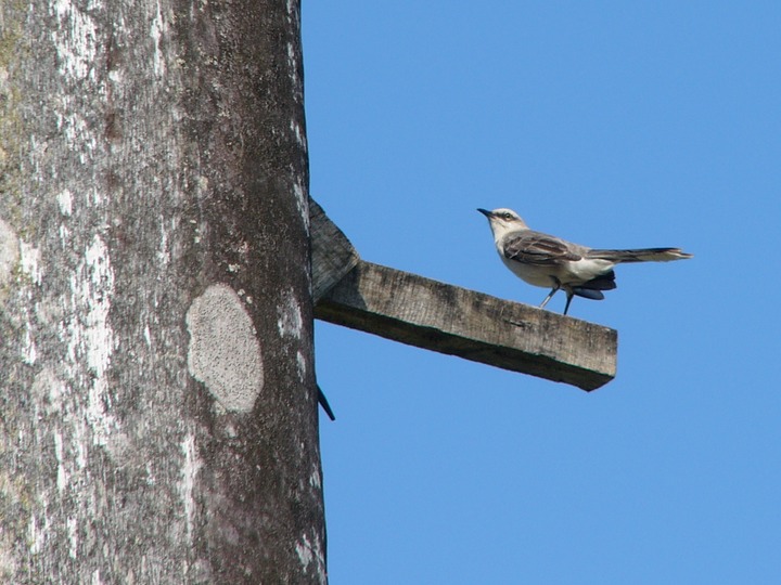 Mockingbird