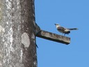 Mockingbird