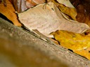 Brown anole