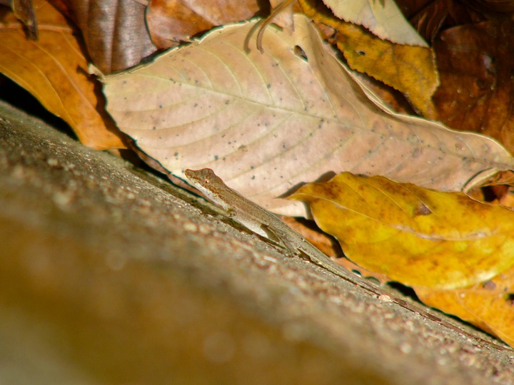 Brown anole