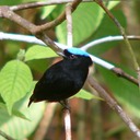 Blue-crowned manakin