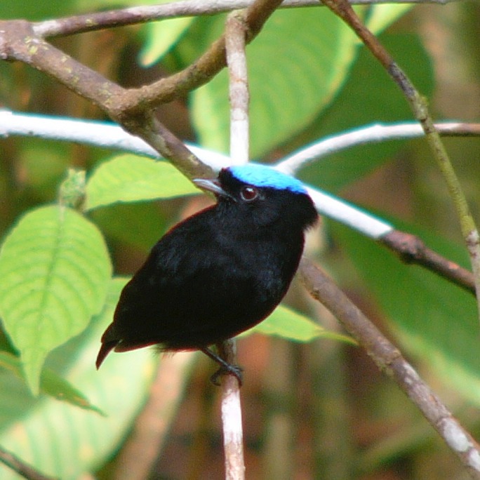 Blue-crowned manakin