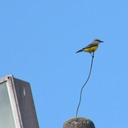 Bird on a wire