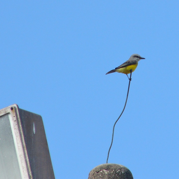 Bird on a wire