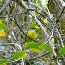 Gray-headed tanager