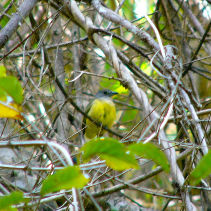 Gray-headed tanager