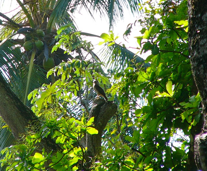 Broad-winged hawk