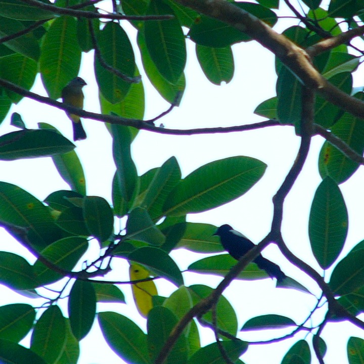 White-shouldered tanager with female