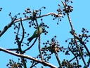Flycatcher