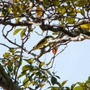 White-ringed flycatcher