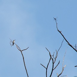 Hummingbird & dragonfly