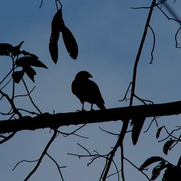 Gray hawk sillouette