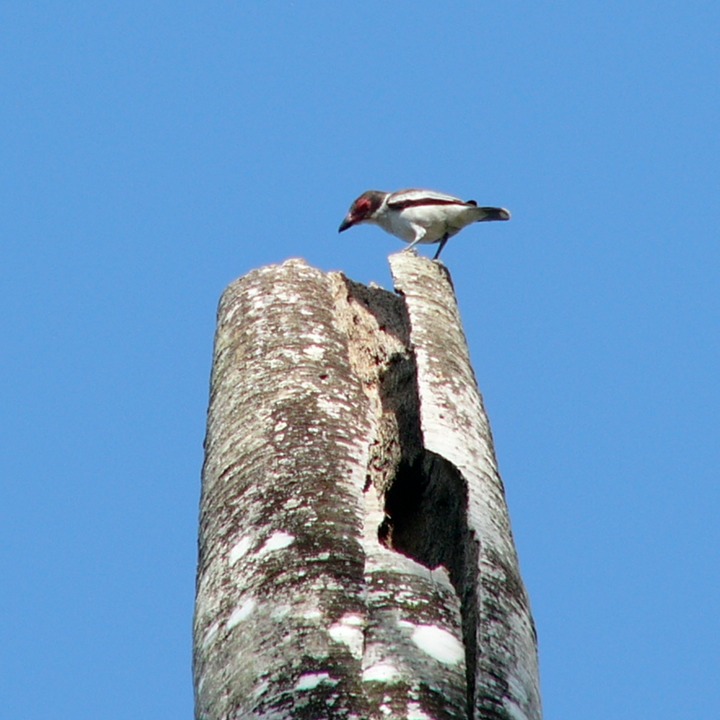 Masked tityra