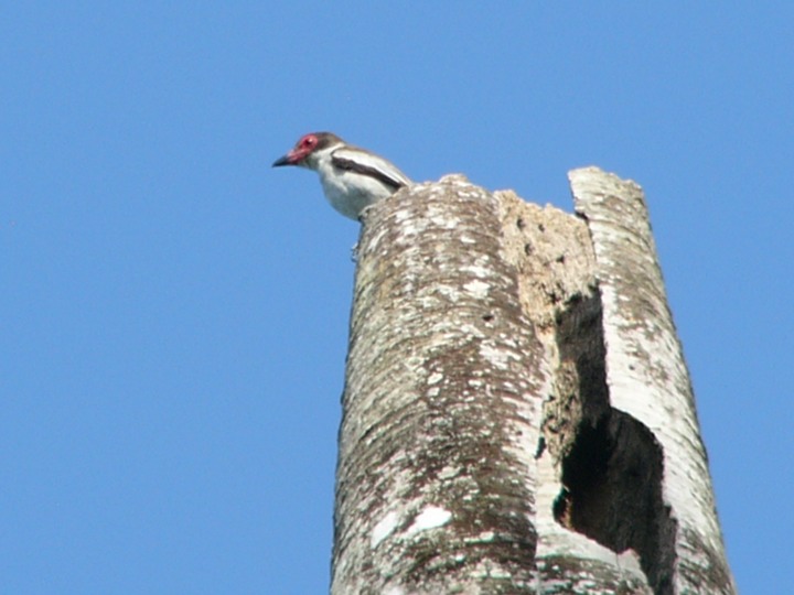 Masked tityra
