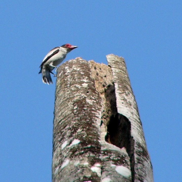 Masked tityra