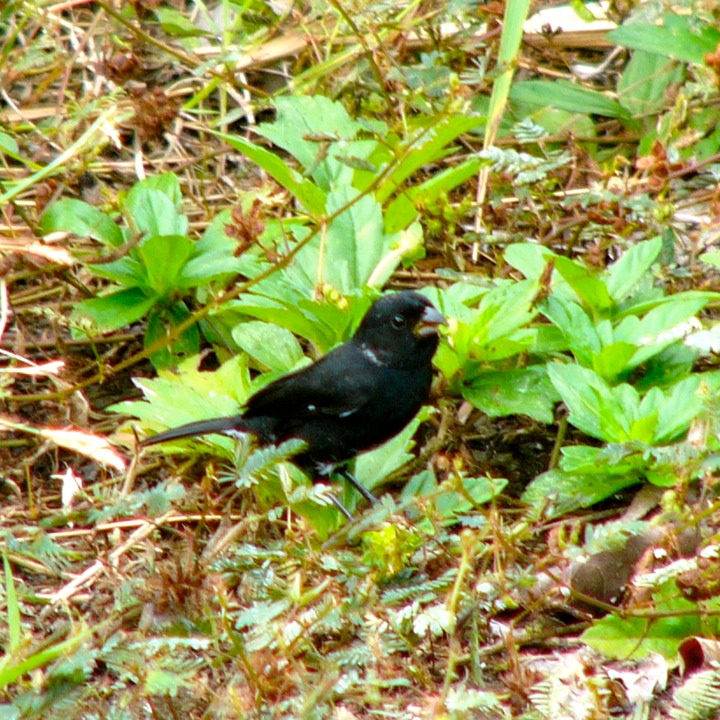 Black finch