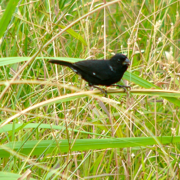 Black finch