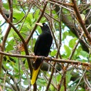 Crested oropendula