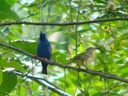 Red-legged honeycreepers male/female