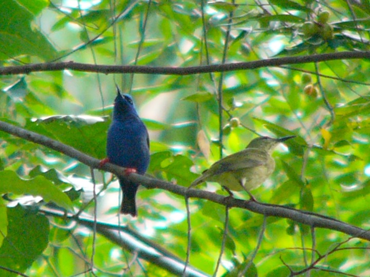 Red-legged honeycreepers male/female