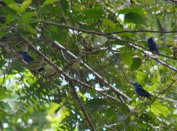Flock of red-legged honeycreepers